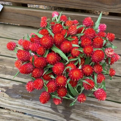 Lorvox Gomphrena Flower Seed(100 per packet)
