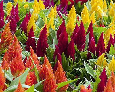 KANAYA Celosia Mix Flower Seed(10 per packet)