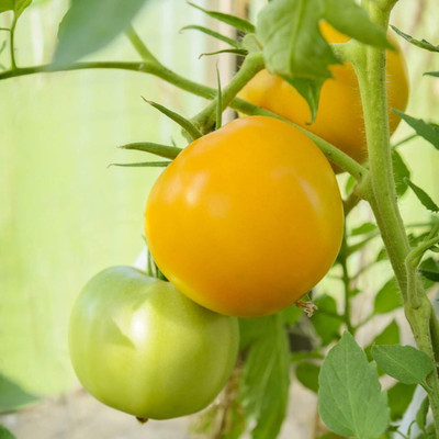 KNESSiN QLY-94 Bonsaislings Yellow Tomato Seed(200 per packet)