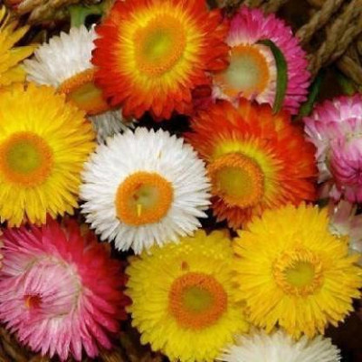 KANAYA Helichrysum Imported Song Mix Flower Seed(95 per packet)