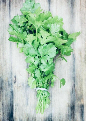 CEZIUS Easy to Grow Cilantro/Coriander Herbs-a8C Seed(340 per packet)
