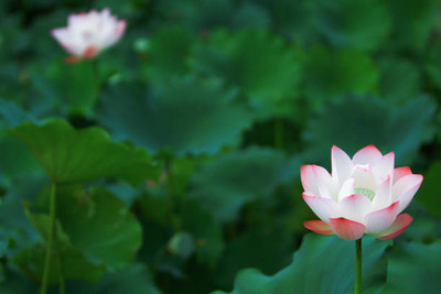 VERDOR lotus,kamal seeds Seed(14 per packet)