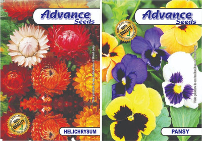 GARDENIFY INDIA Helichrysum /paper flower seeds seeds, for home gardening plants seeds Seed(25 per packet)