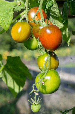 Beej Wala tomato Seed(90 per packet)