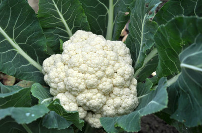 ONUS white cauliflower,gobhee seeds Seed(13 per packet)