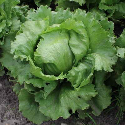 Quentova Lettuce (Iceberg) Saladin-PUA-77G Seed(250 per packet)