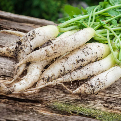 WILLVINE VVI-653 White Icicle Radish Seeds Seed(500 per packet)