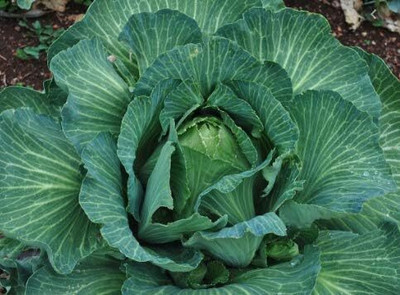 WILLVINE MAH -XVI Cone-Shaped Jersey Wakefield Green Cabbage [2.5g] Seed(750 per packet)