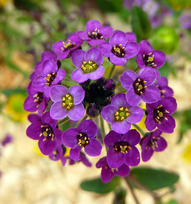 ACCELCROP Sweet Alyssum Seed(40 per packet)
