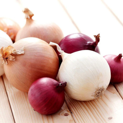 CYBEXIS LX-13 - Multicolor Onion Mix - (4500 Seeds) Seed(4500 per packet)