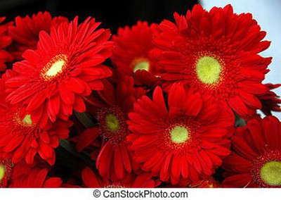 XOLDA Exotic daisy red Seed(30 per packet)