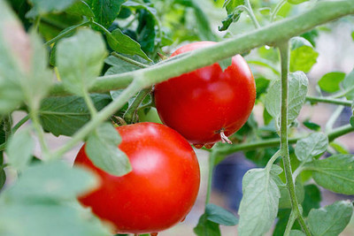 Nak tomato Seed(105 per packet)