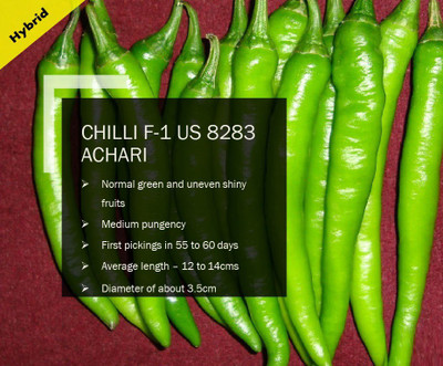 CYBEXIS CHILLI F-1 PUAS-8283 ACHARI SEEDS(2500 Seeds) Seed(2500 per packet)