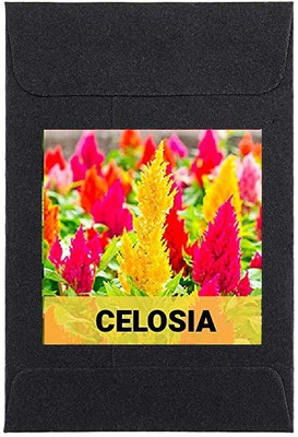 CYBEXIS Celosia Flower Seeds100 Seeds Seed(100 per packet)