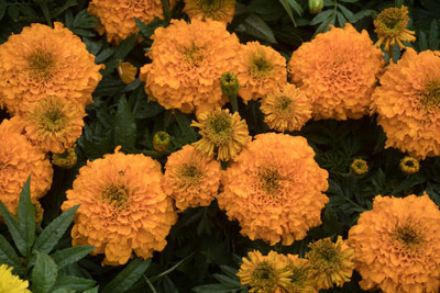 VERDOR marigold/gende ka phool flower seeds Seed(50 per packet)