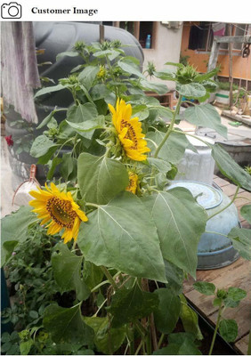 KANAYA Hybrid Sunflower Flower Seed(26 per packet)