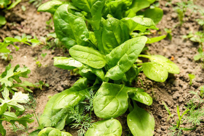 AFARTIOBINA 71 PCS SPINACH SEEDS-A02 Seed(71 per packet)