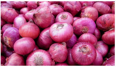 Quentova Nasik Onion Seed(200 per packet)