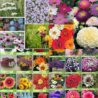 ibains All time flower seeds biij 232 Seed(232 per packet)