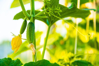 Qualtivate GBPT-1A Long Green Cucumber Seeds Seed(300 per packet)