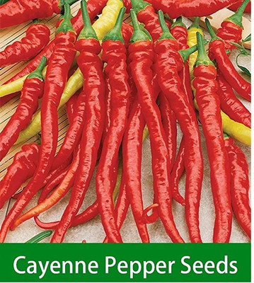Qualtivate HUA-9A Cayenne Chilli Seed(300 per packet)
