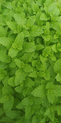 KANAYA Mint/Pudina Hybrid Seed(55 per packet)