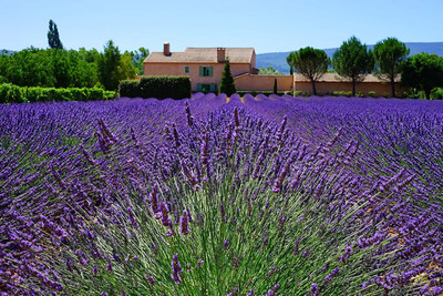 VibeX NDIR-17 - Lavender Vera English - (2250 Seeds) Seed(2250 per packet)