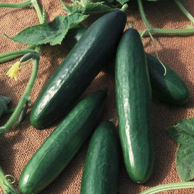WHYGI Cucumber Paraiso F1 Organic Seed-CuC_1428 Seed(300 per packet)