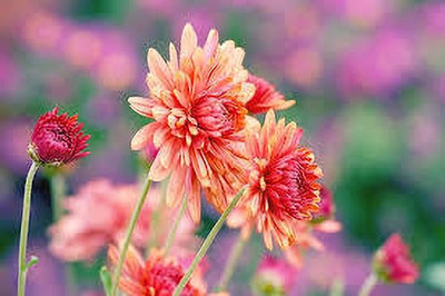 nizex Aster flower seed mixed beautifull flower seed b14 Seed(105 per packet)