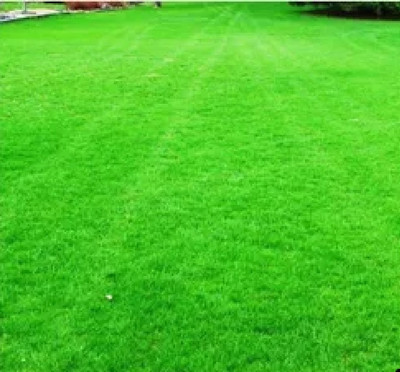 BDSresolve Velvet lawn grass seeds for garden Seed(3000 per packet)