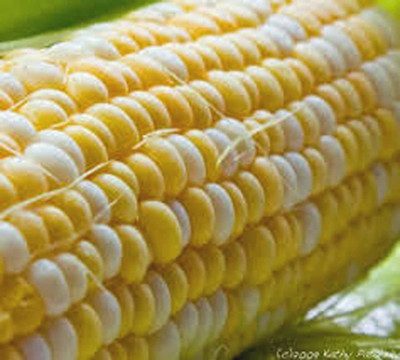 CYBEXIS NDIR-68 - Corn BI-Color Butter N Sugar - (250 Seeds) Seed(250 per packet)