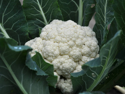 PlantaZee white cauliflower,gobhee seeds Seed(25 per packet)