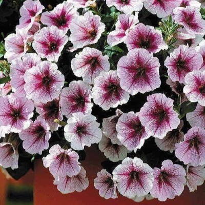 Qualtivate NDIR-147 Supreme Raspberry Ice Petunia Seeds Seed(50 per packet)