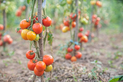 GEZ tomato Seed(145 per packet)