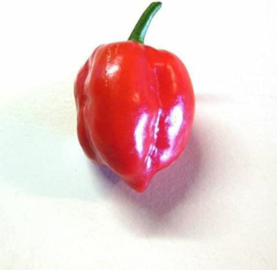 CYBEXIS Heirloom Red Savina Habanero Hot Chili Pepper Seeds 2000 Seeds Seed(2000 per packet)