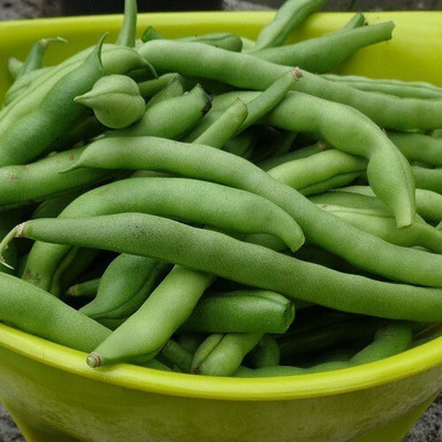 Quentova French Bean Cobra-VISHVA-7J Seed(250 per packet)