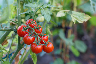 HOLIC STORE tomato Seed(95 per packet)