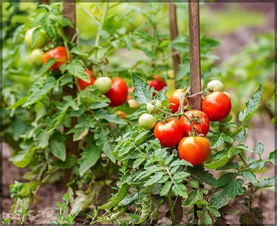 jkfarm Tomato Seed(250 per packet)