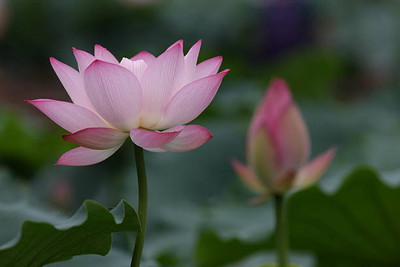True Elements lotus,kamal gatta Seed(10 per packet)