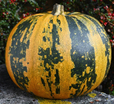 Farmonix Pumpkin Styrian Skinless Organic Seed(2000 per packet)