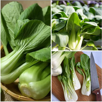 WILLVINE SCI -XII Pak Choi Seeds for Planting [50g] Seed(15000 per packet)