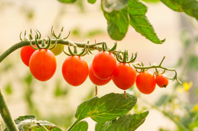 KRITHARTH tomato Seed(125 per packet)
