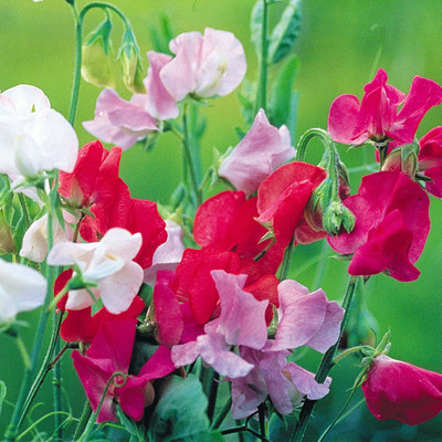 KANAYA Sweet Pea Mixed Color Hybrid Flower Seed(80 per packet)