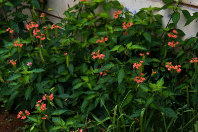 JDE kanakambaram-firecracker-crossandra Seed(27 per packet)