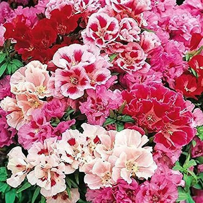 Aywal Clarkia elegans double mix Seed(50 per packet)