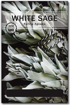 WILLVINE F1 Hybrid White Sage Seeds to Plant Seed(1000 per packet)
