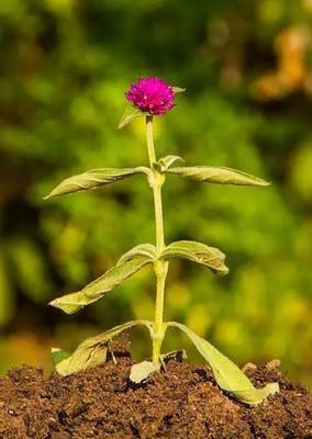 MAA Gomphrena Seed(15 per packet)