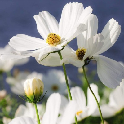 CYBEXIS Cosmos 'Purity' Seeds Half-Hardy Annual Flower Garden Plants Easy to Grow Seed(50 per packet)