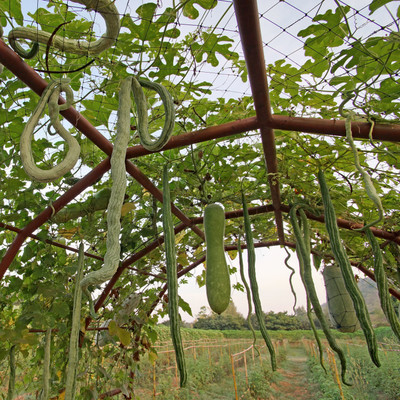 Biosnyg Snake Gourd Seeds[100 Seeds] Seed(100 per packet)