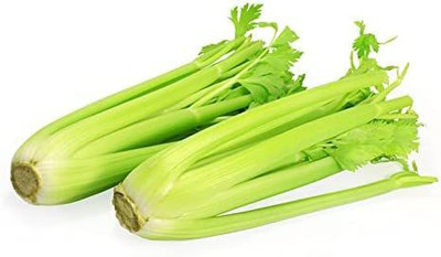 CYBEXIS HUA-48 - Celery Utah Tall - (750 Seeds) Seed(750 per packet)